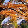 trees in autumn