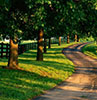 green summer trees